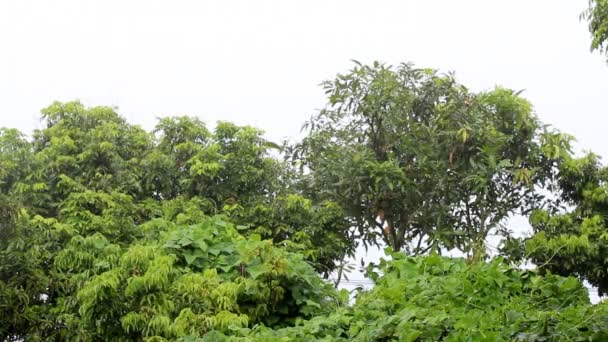 A chuva tropical — Vídeo de Stock